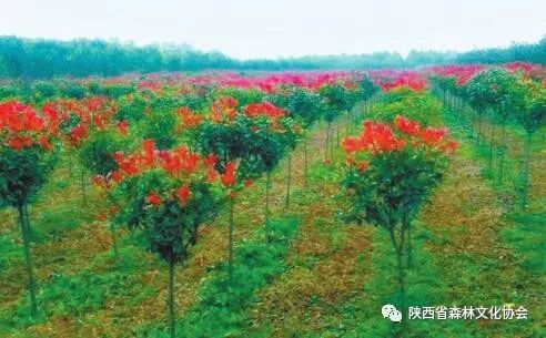 ��ľ���ܲ�ҵ